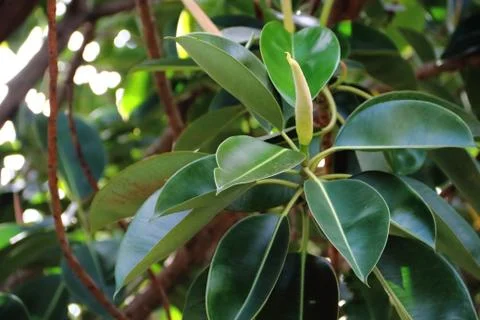 Ficus elastica tree called epiphytes large green leaves Stock Photos