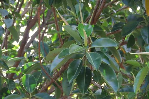Ficus elastica tree called epiphytes large green leaves Stock Photos
