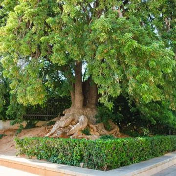 Ficus elastica tree in park, located at Barcelona, Spain Stock Photos