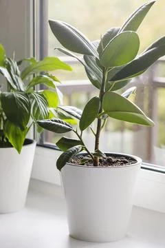 Ficus elastica in white pot on the windowsill. Home plants care concept. Inte Stock Photos