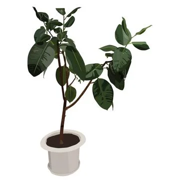 Ficus. Exotic plant in a pot. Stock Illustration