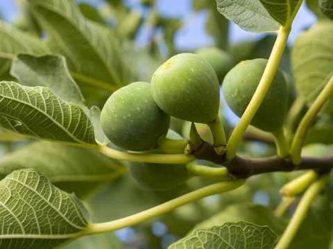 Ficus in ficus tree Foto stock