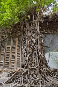 Ficus (fig tree) roots growing on a wall of a ruined building, Old Town of Fotos Stock
