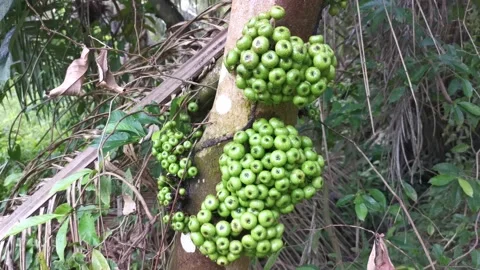 Ficus fistulosa Video stock 156582928