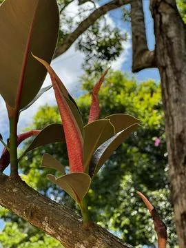 Ficus flower Foto stock