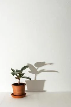 Ficus flower with shadow on a white wall background Stock Photos