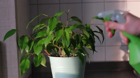 Ficus Stock Footage 149757756