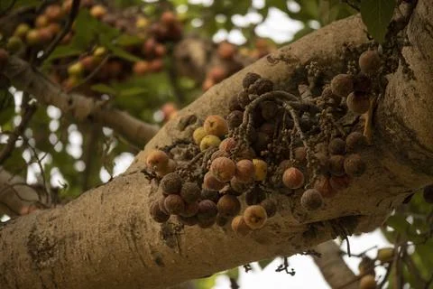 Ficus fruit. Stock Photos