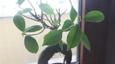 Ficus ginseng bonsai  in pot Stock Footage 45697216
