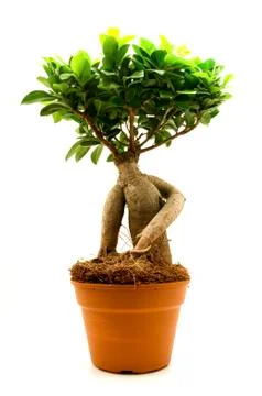 Ficus ginseng Stock Photos