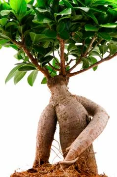 Ficus ginseng Stock Photos