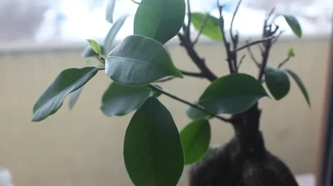 Ficus ginseng in pot Stock Footage 45697244