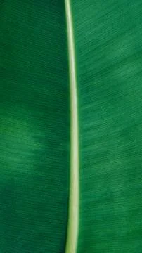 Ficus green leaf texture close up Stock Photos
