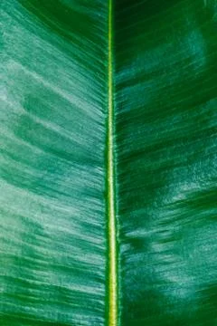Ficus green leaf texture close up Stock Photos