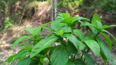 Ficus hispida in the forest Video stock 265062404