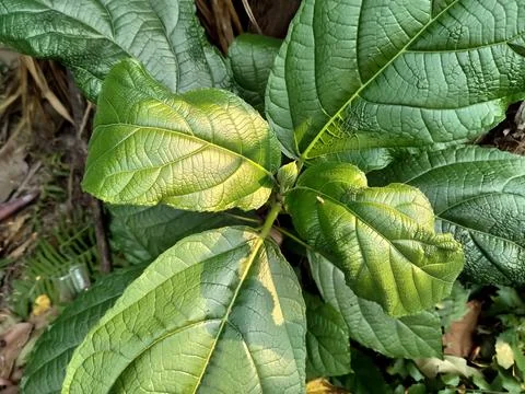 Ficus hispida green leaves on tree Stock Photos