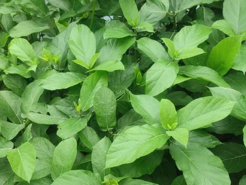Ficus Hispida Tree Featuring Thick Green Leaves in Dense Foliage with Broad.. Stock-Fotos