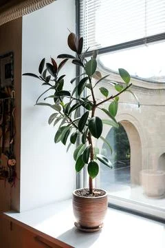 Ficus in the interior. Large leaves of rubber ficus Stock Photos
