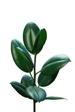 Ficus, isolated object on white background. Stock Photos
