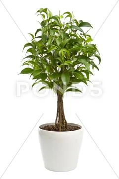 Ficus isolated Stock Photos