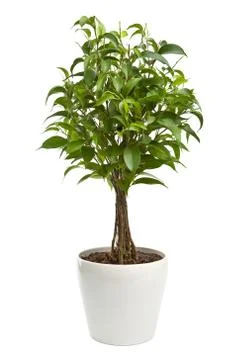 Ficus isolated Stock Photos