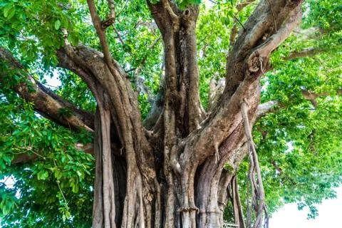 Ficus lacor Buch big tree Stock Photos