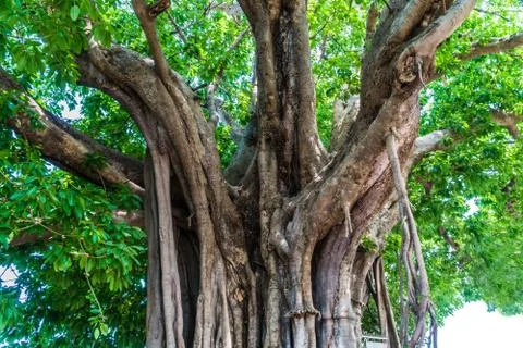 Ficus lacor Buch big tree Stock Photos