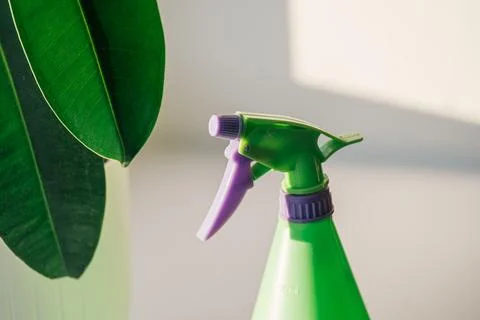 Ficus with large leaves on the windowsill in front of green spray bottle Stock Photos