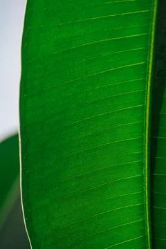 Ficus leaf close-up under sunlight Stock Photos