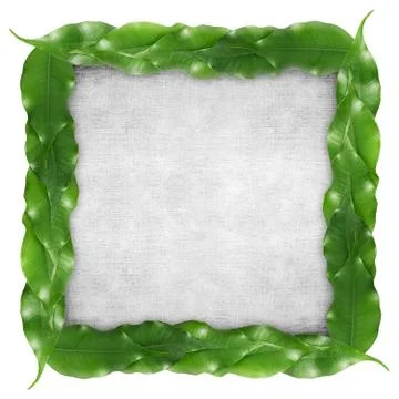 Ficus leaf frame Stock Photos