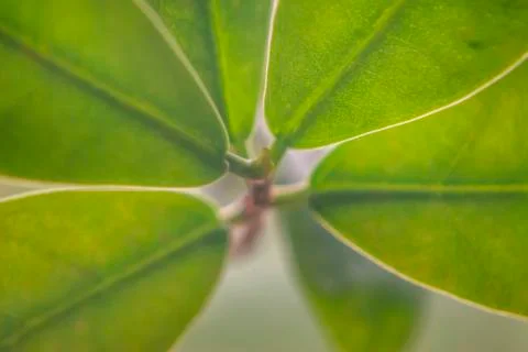 Ficus leafs closeup Stock Photos