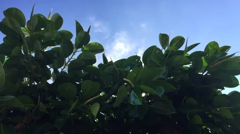 Ficus leaves and blue sky Stock Footage 67897486