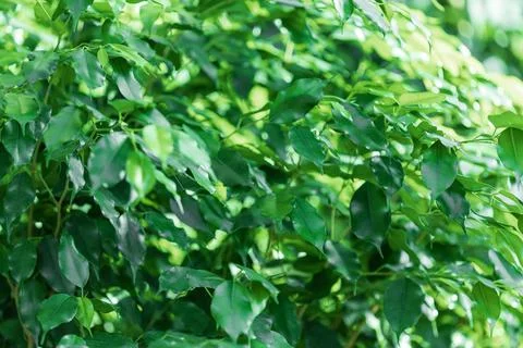 Ficus leaves and branches Stock Photos