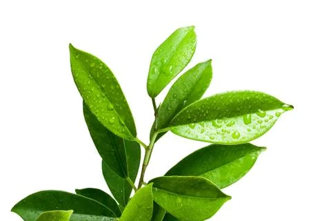 Ficus leaves bunch group close up isolated on white background Stock Photos
