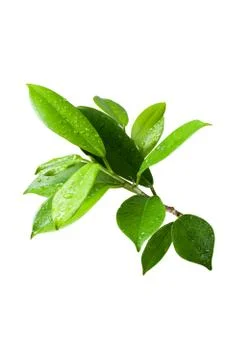 Ficus leaves bunch group close up isolated on white background Stock Photos