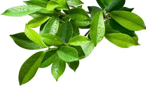 Ficus leaves bunch group close up isolated on white background Stock Photos