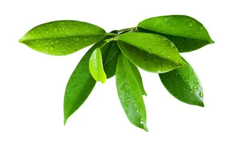 Ficus leaves bunch group close up isolated on white background Stock Photos
