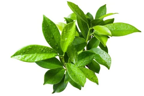 Ficus leaves bunch group close up isolated on white background Stock Photos