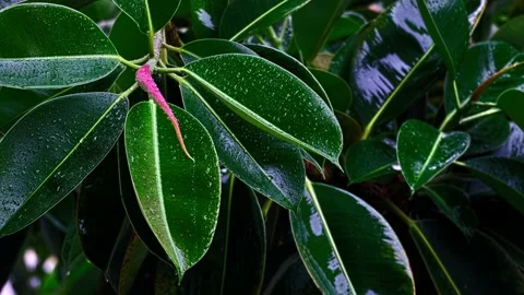 Ficus leaves covered in raindrops 4K video Stock Footage 239093315