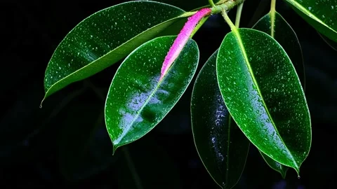Ficus leaves covered in raindrops 4K video Stock Footage 239093322