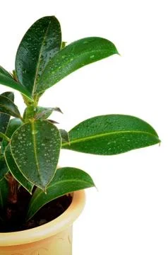 Ficus Leaves Stock Photos