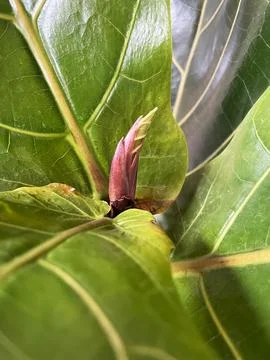 Ficus lyrata close-up. Fiddle leaf tree leaves. Fresh new green gem growing.. Stock Illustration