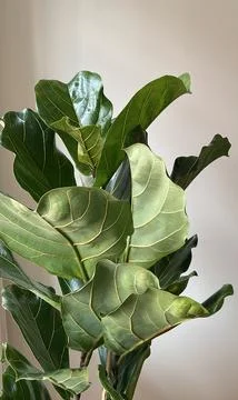 Ficus lyrata close-up. Fiddle leaf tree leaves on white background. Fresh n.. Stock Illustration
