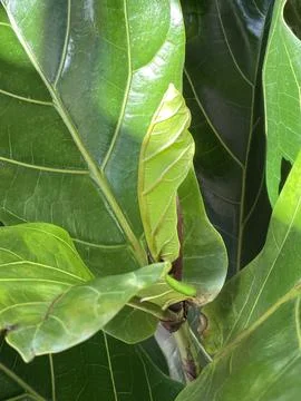 Ficus lyrata close-up. Fiddle leaf tree leaves. Fresh new green gem growing.. Stock Illustration