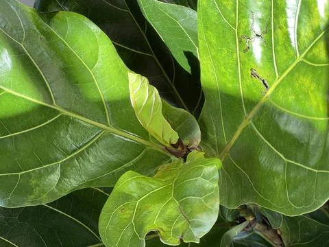 Ficus lyrata close-up. Fiddle leaf tree leaves. Fresh new green gem growing.. Stock Illustration