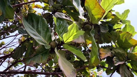 Ficus lyrata closeup video background Stock Footage 195116776