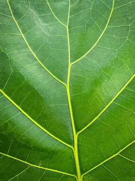 Ficus lyrata leaf background Stock Photos