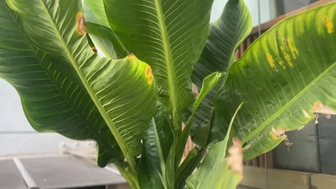Ficus Lyrata plants closeup with broad glossy green leaves Stock Footage 316812752