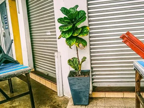 The Ficus lyrata tree is outside Stock Photos