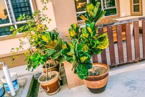 Ficus lyrata tree Stock Photos